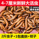 非常宠（精选）大麦虫黄粉虫面包虫活体钓鱼饵乌龟食物仓鼠龙鱼鸟类饲料 2斤虫子+1包麦麸+镊子 4-7CM