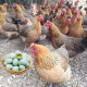 产蛋王麻羽土鸡活苗绿壳蛋鸡下蛋鸡活鸡包活到家脱温半大小鸡五黑 1.4斤左右重麻羽土鸡 四只起发