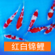 AIPHAROW纯种锦鲤活体鱼日本红白锦鲤丹顶鱼大正小苗三色冷水鱼小锦鲤鱼 红白锦鲤 8-10CM2条