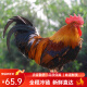 筱诺筱诺 大公鸡土鸡鸡肉 农家散养  走地鸡 5斤-6斤