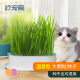 欢宠网 猫草种子【8袋装】猫薄荷猫咪零食水培种籽种植盆栽套装宠物用品