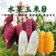 水果玉米种子草莓菠萝玉米种子甜糯玉米种子四季播种蔬菜水果种籽 三款水果玉米各134粒
