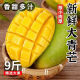 越南青芒 新鲜水果 应季孕妇水果现摘热带芒果水果 单果250g-400g，大果 9斤带箱（净重8.5）