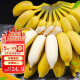 城南堡花广西小米蕉 现摘小香蕉 苹果蕉新鲜水果 小米蕉5斤装
