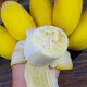 集南鲜小米蕉当季新鲜水果 5斤含箱