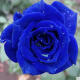 十年3棵玫瑰花苗老桩玫瑰苗盆栽地载花卉观花植物室内室外花蔷 蓝色妖姬10年苗3颗