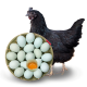 香丹青 绿壳乌鸡蛋 新鲜农家散养土鸡蛋正宗五谷黑鸡 40枚