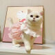 阿莫尔猫咪裙子夏季薄款衣服可爱粉色南瓜裙布偶英短蓝猫宠物狗狗公主裙 粉色 M 建议5-8斤  背长25cm