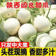 枝遥（ZHIYAO）白甜瓜  新鲜香瓜甜瓜 阎良哈密瓜10斤水果香瓜水果 精选大果 带箱5斤