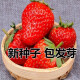 丹东99大草莓种籽四季花种籽子草莓苗种植蔬菜种孑花卉种子 丹东99草莓200粒 常规