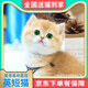【签合同平台下单】布偶猫英短缅因猫德文猫矮脚幼崽活体宠物猫咪 宠物级 英短猫客服选宠
