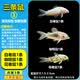 墨之瑶老鼠鱼清道夫金苔鼠胡子底栖鱼除藻清洁工具鱼热带观赏鱼三间鼠 白(1条)花(1条)咖啡(1条)