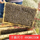 中蜂蜂群带王蜜蜂活养殖带子脾阿坝中蜂带蜂箱中华土蜂出售笼蜂群 原群王+7000工蜂+脾