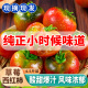 妮娜之恋铁皮草莓西红柿子生吃绿腚番茄 净重4.5斤 源头直发