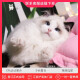 Lauren上海猫舍 布偶猫活体 海双色布偶纯种宠物猫咪 血统级 可上门 4号血统级