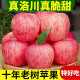 【新鲜速发】陕西红富士苹果装精选特大果应季当季新鲜水果 80-85含箱10斤