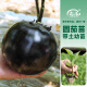 寿禾 紫黑圆茄子种子苗早熟紫黑蔬菜苗种苗种菜寿光菜种籽菜籽 紫黑圆茄子苗 6棵