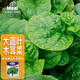 IDEAL理想农业 大圆叶木耳菜种子阳台家庭爬藤葵菜豆腐菜耐热蔬菜种籽