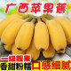 【JD现货-产地直发】广西香蕉 新鲜小米蕉自然熟当季水果小香芭蕉苹果蕉 2500g