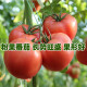 凤鸣雅世 西红柿种子水果番茄种籽大棚农家四季菜园子农科院种子家庭种子 普罗旺斯番茄种子10粒