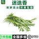 千牛优福新鲜迷迭香 阔叶大叶迷失香 西餐煎牛排香料食用香草调料马鞭草 新鲜迷迭香1000g