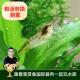 云峰海瑞黑壳虾清洁虾观赏虾 鱼缸水族箱水草缸清洁除藻淡水 【清洁大师】黑壳虾20+10备损