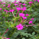 花友秀 紫茉莉种子花卉种籽易活花卉庭院室外野花种子花海打造混色