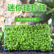 森渊（SENYUAN）前景草鱼缸草坪爬地矮珍珠趴地矮珍珠爬地珍珠鱼缸造景水草