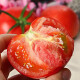 普罗旺斯西红柿（鲜果可送到家）优质果园基地种植时令新鲜水果蔬菜 当季沙瓤自然熟生吃水果大番茄 5斤礼盒装（15枚果子左右）