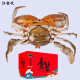 【活蟹】江食代 三门青蟹 鲜活大红母膏蟹生鲜水产送礼盒装 母膏蟹（6-7两/只）3只/件