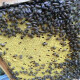 奔新农中蜂蜂群带王蜜蜂活体养殖带子脾阿坝中蜂带蜂箱中华土蜂出售笼蜂 300只蜂带一个王