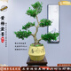 潮裕盆景黄杨盆景精品矮霸老桩造型真树室内花卉绿植盆栽客厅阳台玄关摆件 精品黄杨盆景3 带盆栽好
