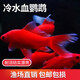 冷水血鹦鹉锦鲤金鱼好养耐活金鱼黑眼草金葡萄眼中国红鹦鹉招财 精选冷水鹦鹉8-10公分6条