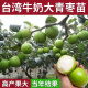 歌传台湾大青枣树苗苹果牛奶红枣特大嫁接果树苗南北种植盆栽当年结果  八年苗一颗 40cm(含)-50cm(不含)