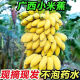 正宗当季水果广西小米蕉新鲜香蕉自然熟小香蕉非苹果蕉粉蕉 小米蕉【15-25根】 3斤