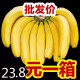 云南大香蕉当季新鲜水果薄皮自然熟10斤现摘现发新鲜现发一整箱批发高原香蕉 带箱10斤