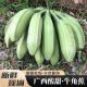 青惠悠正宗广西牛角蕉酸甜大芭蕉糯米青皮海南皇帝土香蕉新鲜水果整箱 9斤