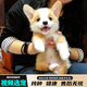 宠六福纯种柯基幼犬宠物狗狗活体小狗活物幼崽 宠物级 公