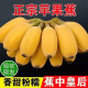 广西苹果蕉新鲜香蕉10斤自然熟当季新鲜水果香芭蕉香甜粉糯现摘 产地直发 10斤 （净重9斤）
