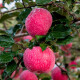 自然搭档洛川苹果红富士 陕西正宗脆甜苹果产地直发 4枚装（单果150g+）