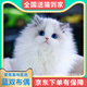 【签合同平台下单】布偶猫英短缅因猫德文猫矮脚幼崽活体宠物猫咪 宠物级 布偶猫客服选宠