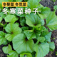 冬寒菜种子葵菜冬葵冬苋菜种籽秋冬农家菜园阳台盆栽青菜蔬菜种孑 盈科冬寒菜种子 【1包】【1600粒左右】