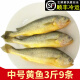 一米渔新鲜黄鱼1500g约9条福建宁德特产小黄鱼冷冻黄花鱼东海海鲜水产