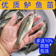 加州鲈鱼苗淡水养殖食用鲈鱼苗鱼塘养殖大口黑鲈路亚凶猛观赏鱼苗 鲈鱼苗6-8公分 100条送10%防损