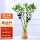 墨一 转运竹水培熊猫抱竹创意绿植节节高 6支转运竹+2个熊猫+花瓶