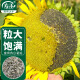 寿禾 食用向日葵花种子粒大饱满瓜子种子庭院 食用向日葵种子约140粒