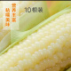 玉米10根一等甜糯玉米棒新鲜速冻甜白糯玉米棒粘黏苞米2.5kg 2.5kg 10根