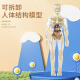 蓝宝贝儿童人体透明模型解剖可拆卸拼装内脏器官结构中小学生身体认知