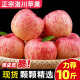 鲜总管正宗陕西洛川红富士苹果脆甜苹果水果新鲜时令水果苹果礼盒送礼 净9斤75-80mm 中果