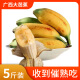 浍爷广西大芭蕉牛蕉牛角蕉广东茂名高州大蕉酸香蕉酸甜大芭焦巴蕉 5斤 大芭蕉